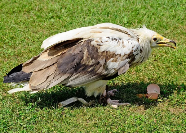 Jeune aigle mange un œuf de poule — Photo