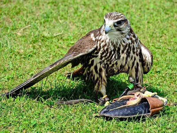 O jovem falcão está a comer no prado. — Fotografia de Stock