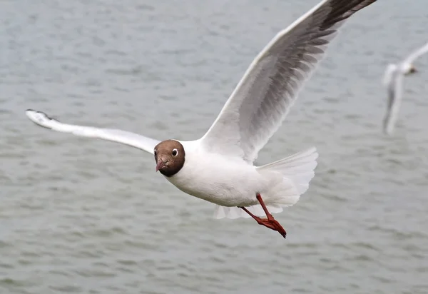 Mouette vole dans le ciel au-dessus de la mer — Photo