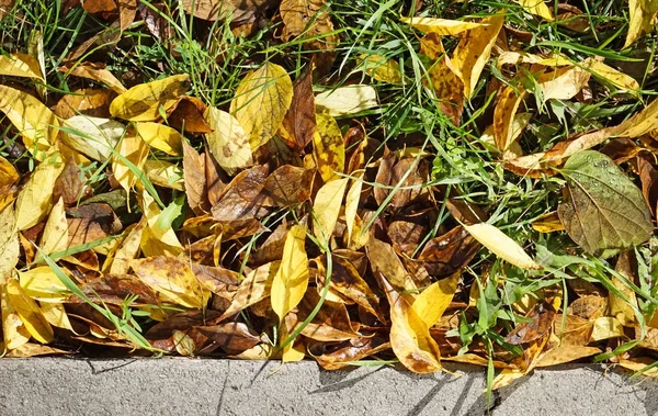 Laub im Herbst auf dem Boden — Stockfoto