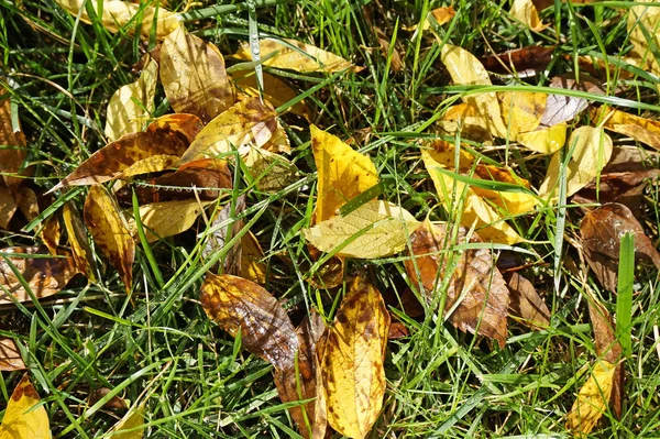 Foglie d'albero in autunno a terra — Foto Stock