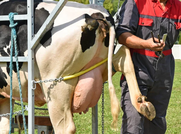Veternarian зцілює капот корову — стокове фото