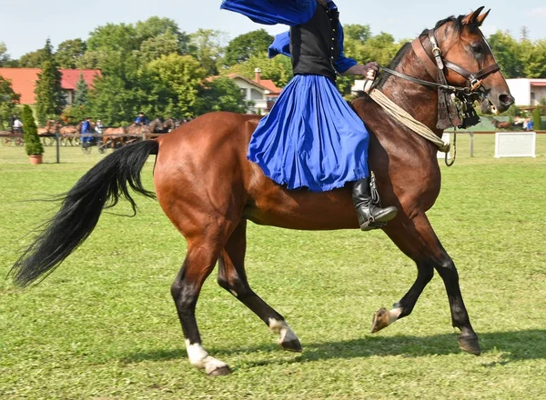 Joven caballo de la bahía corriendo al aire libre —  Fotos de Stock