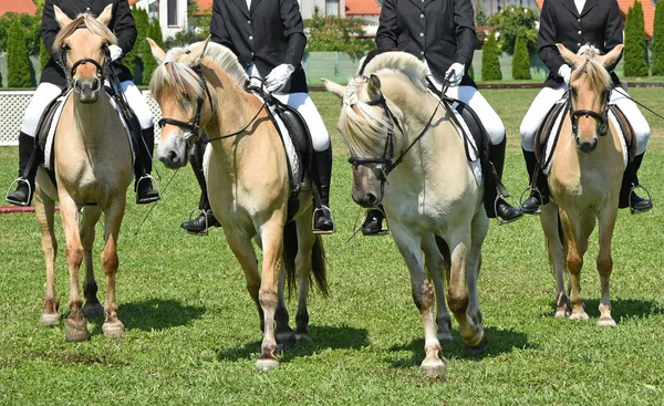 Kvinnor är hästryggen ridande på ängen — Stockfoto