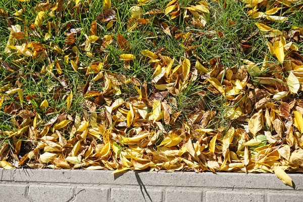 Fa levelek ősszel a földön — Stock Fotó