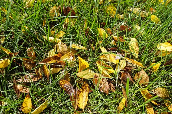 Foglie d'albero in autunno a terra — Foto Stock