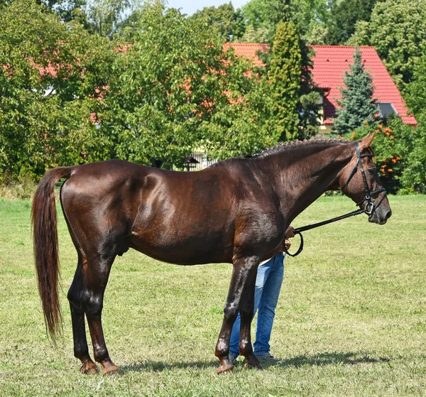Молодой коричневый конь стоит снаружи — стоковое фото