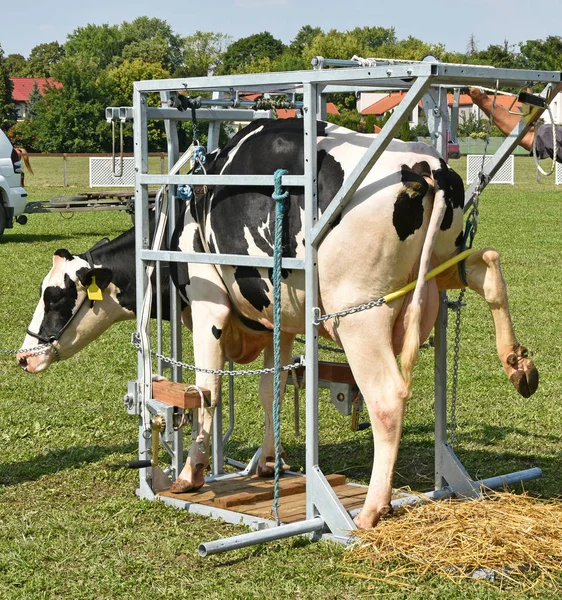 Хвора корова чекає на лікування в металевій коробці — стокове фото