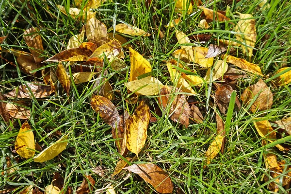 Boom laat in de herfst op de grond — Stockfoto