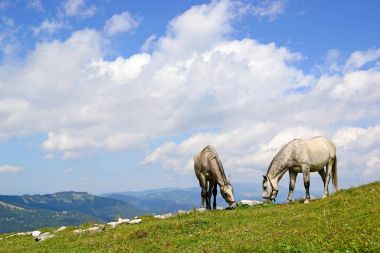 Yaz aylarında çayır üzerinde genç atları