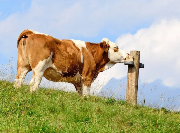 Корова на лузі їсть сіль — стокове фото