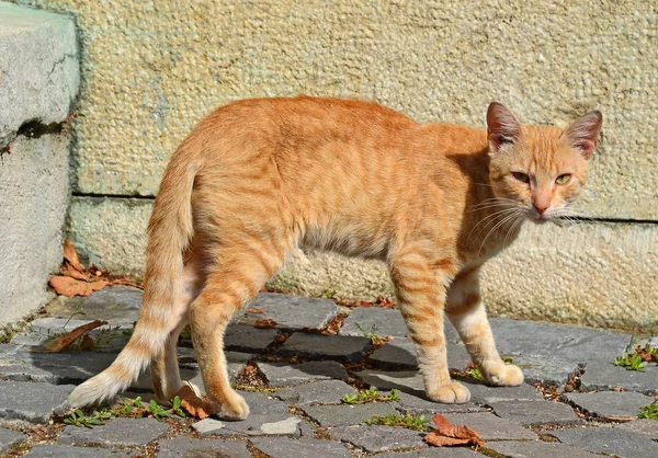 Кот рядом со стеной здания — стоковое фото