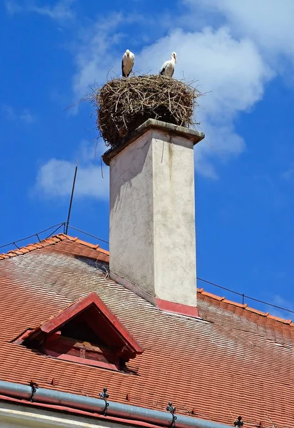 Störche auf dem Schornstein eines Hauses — Stockfoto