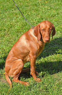 Genç vizsla köpek çim üzerinde oturur