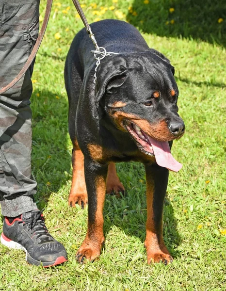 Rottweiler cane in piedi nell'erba — Foto Stock