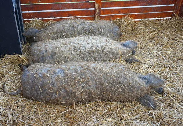 Mangalica pigs in the hutch — Stock Photo, Image