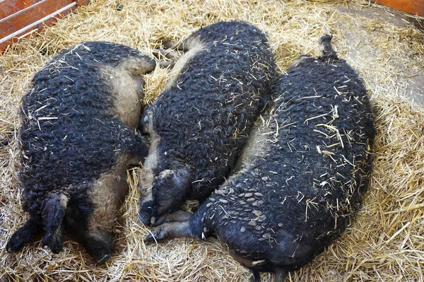 Mangalica pigs in the hutch — Stock Photo, Image