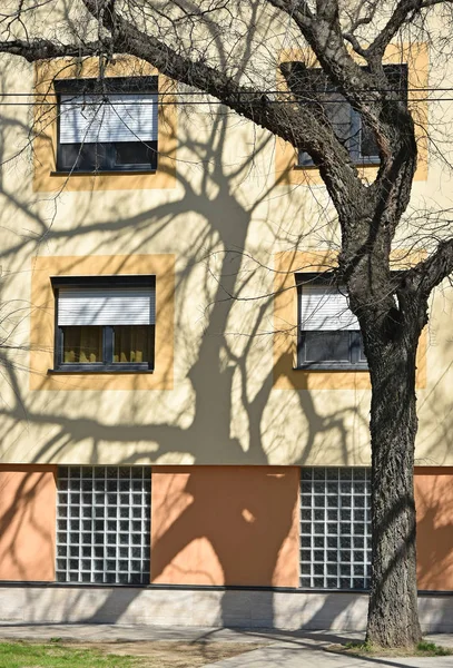 建物の壁に木の影 — ストック写真