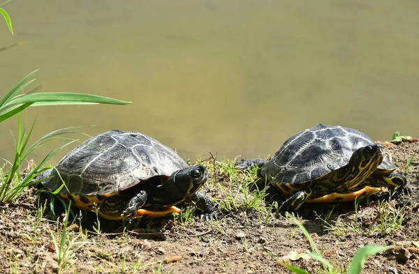 Duas tartarugas no lago — Fotografia de Stock