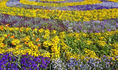 Tim parkta güzel çiçekler bahar