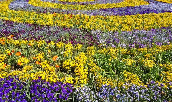 Tim parkta güzel çiçekler bahar