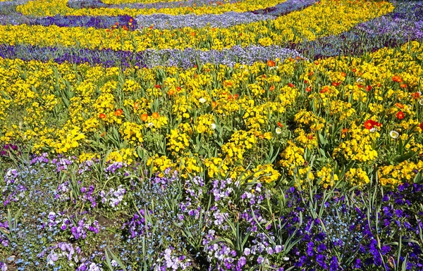 Beautiful flowers in the park at spring tim — Stock Photo, Image