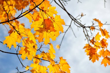 Sonbahar mevsiminde ağaç yaprakları
