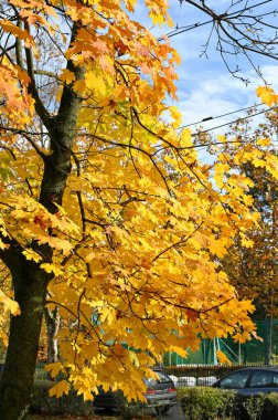Sonbahar mevsiminde ağaç yaprakları