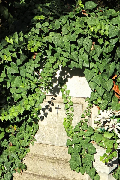 Vieille pierre tombale couverte de plantes grimpantes — Photo