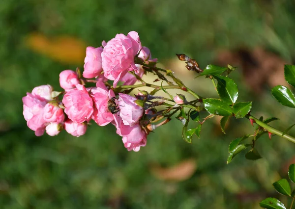 Rose rosa in autunno — Foto Stock
