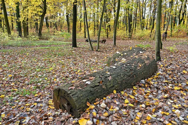 Vieux tronc d'arbre dans les bois l'automne — Photo