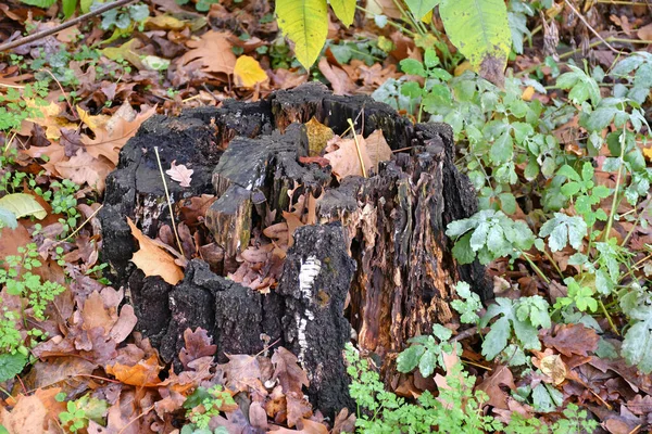 Old tree trunk in the woods autumn time — Stock Photo, Image