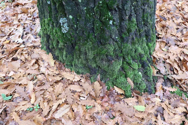 Tronco d'albero con muschio nel bosco autunno tempo — Foto Stock