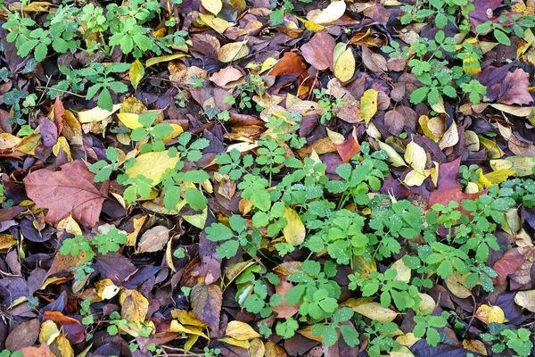 Blätter von Bäumen im Herbst — Stockfoto