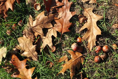 Sonbahar mevsiminde ağaç yaprakları