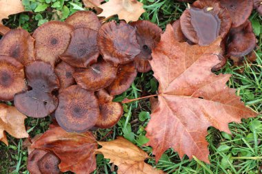 Ormanda çok mantar var.