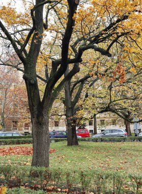 Sonbaharda ormanda ağaç gövdeleri