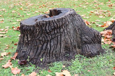 Sonbaharda ormanda ağaç gövdeleri