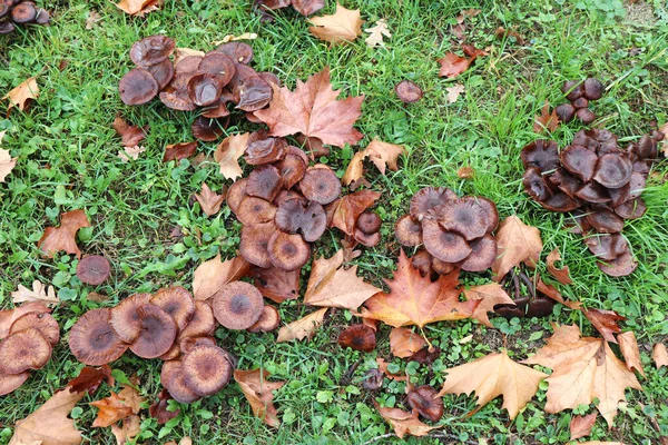 Veel paddenstoelen in het bos — Stockfoto