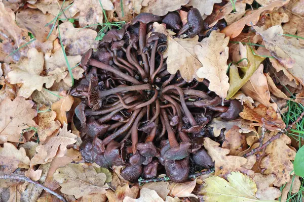 Un sacco di funghi nei boschi — Foto Stock