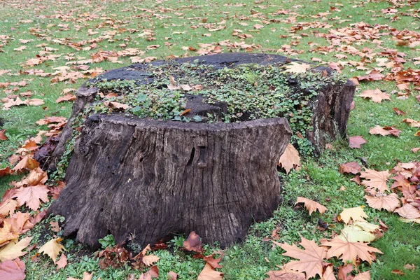 Troncos de árvores na floresta no outono — Fotografia de Stock