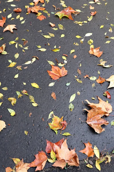Umgefallenes Laub im Herbst auf der Straße — Stockfoto