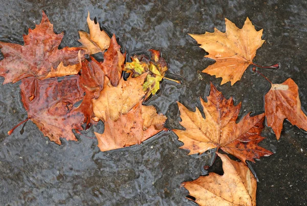 Fallende Blätter im Wasser Herbstzeit — Stockfoto