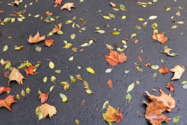 Foglie cadute sulla strada in autunno — Foto Stock