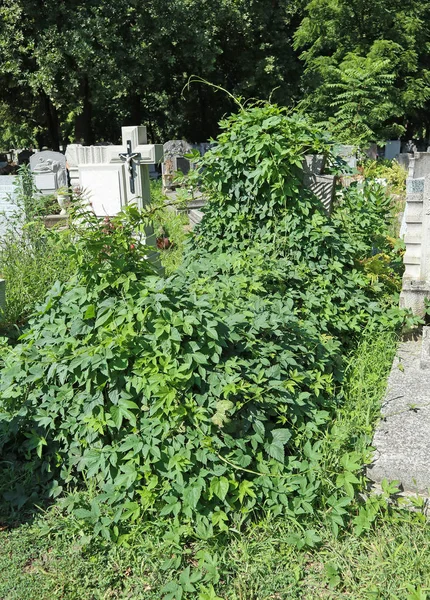 Grabstein Auf Dem Friedhof Bedeckt Kletterpflanzen — Stockfoto