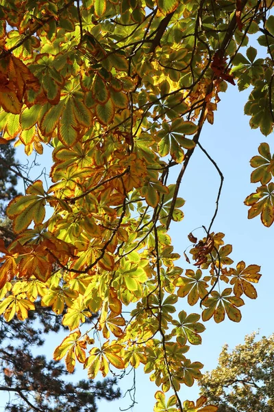 Folhas da castanheira tempo de outono — Fotografia de Stock