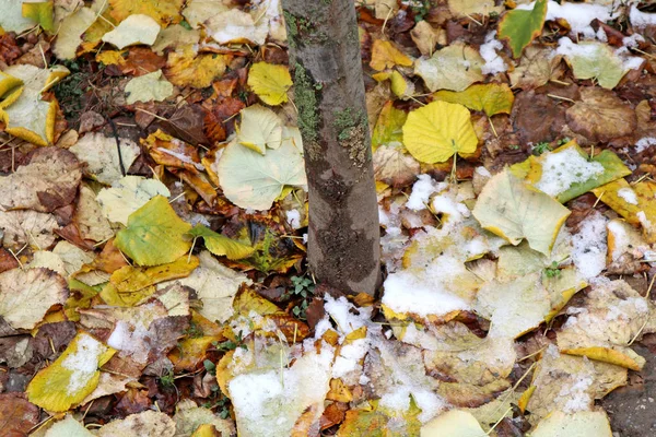 Folhas caídas sob a árvore no tempo de inverno — Fotografia de Stock