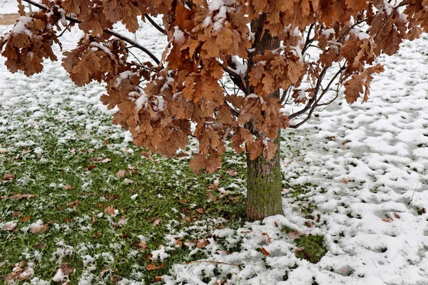 Hojas marrones en el árbol en invierno — Foto de Stock