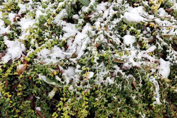 Hojas del arbusto cubiertas de nieve — Foto de Stock