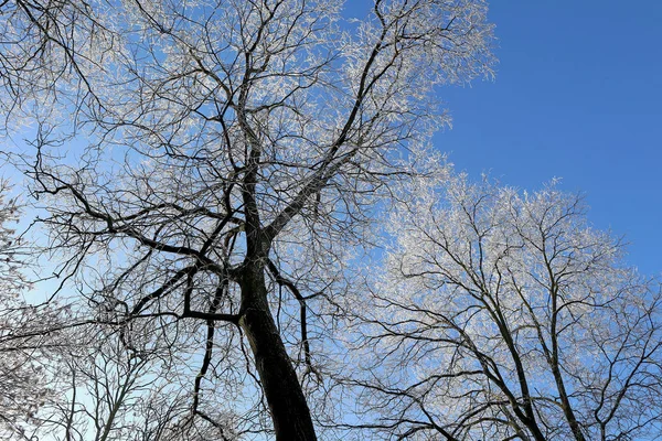 Kışın gökyüzüne karşı ağaç — Stok fotoğraf